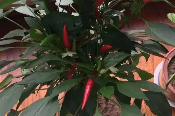 朝天椒盆栽种植技术和要点是啥,朝天椒盆栽种植技术插图3 朝天椒盆栽种植技术和要点是啥,朝天椒盆栽种植技术插图3
