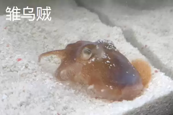 飞乌贼的产地分布,飞乌贼的产地主要在哪些地方插图5 飞乌贼的产地分布,飞乌贼的产地主要在哪些地方插图5