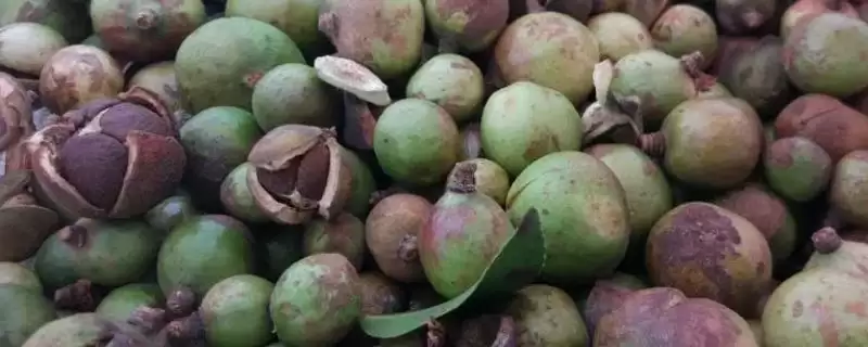 茶籽的价格是多少钱一斤及情况呢,茶籽的价格插图 茶籽的价格是多少钱一斤及情况呢,茶籽的价格插图