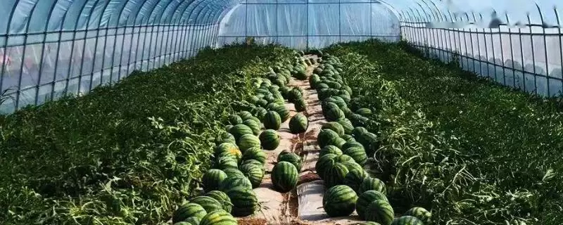 大棚西瓜的管理技术有哪些要点,大棚西瓜的管理技术插图 大棚西瓜的管理技术有哪些要点,大棚西瓜的管理技术插图