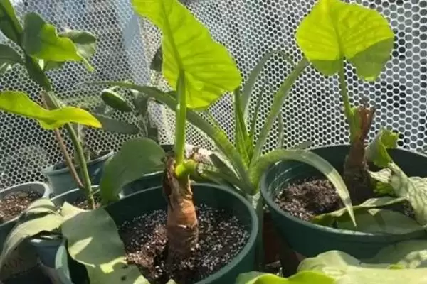 滴水观音春天的发芽时间,滴水观音春天何时能够发芽插图5 滴水观音春天的发芽时间,滴水观音春天何时能够发芽插图5