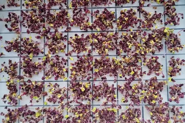 萝卜芽苗菜无土栽培如何选饱满种子?插图1 萝卜芽苗菜无土栽培如何选饱满种子?插图1