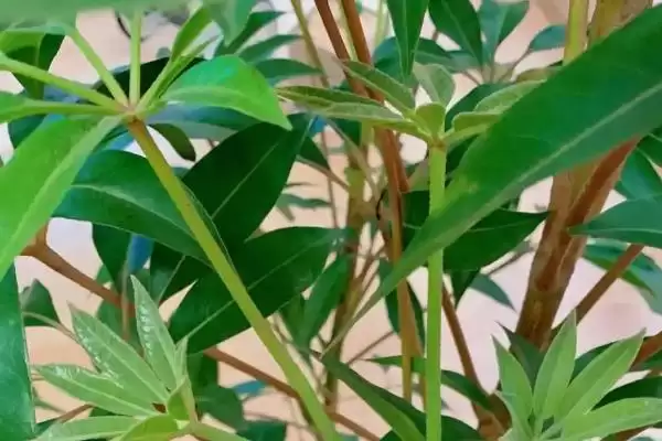 防辐射的植物推荐,防辐射的植物有哪些值得推荐的插图7 防辐射的植物推荐,防辐射的植物有哪些值得推荐的插图7