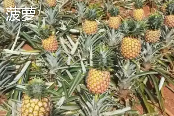 菠萝与菠萝蜜有哪些方面的区别呢,菠萝与菠萝蜜有什么区别插图1