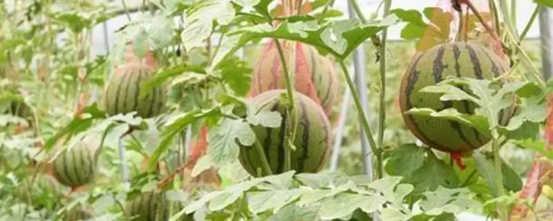 吊西瓜的种植技术要点,吊西瓜的种植技术多采用什么方法插图 吊西瓜的种植技术要点,吊西瓜的种植技术多采用什么方法插图