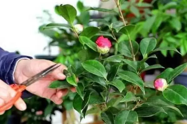 茶梅的养殖方法和要点有哪些呢,茶梅怎么养插图4 茶梅的养殖方法和要点有哪些呢,茶梅怎么养插图4
