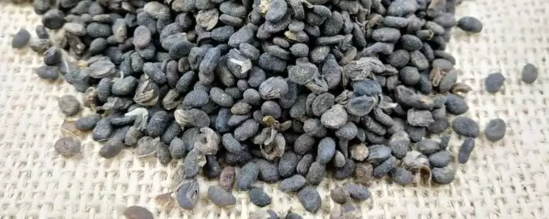 常见的补骨脂病害及防治方法是,常见的补骨脂病害与防治方法插图 常见的补骨脂病害及防治方法是,常见的补骨脂病害与防治方法插图