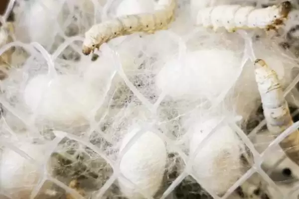 蚕宝宝的生长过程是怎样呢,蚕宝宝的生长过程插图3 蚕宝宝的生长过程是怎样呢,蚕宝宝的生长过程插图3