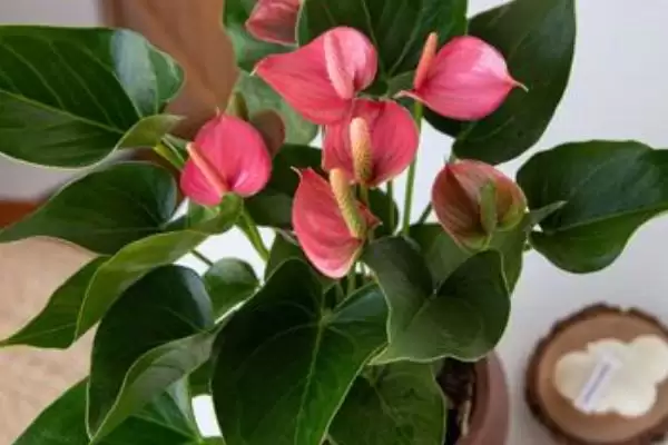 粉掌叶片发黄问题,粉掌的叶片发黄原因及处理方法插图1