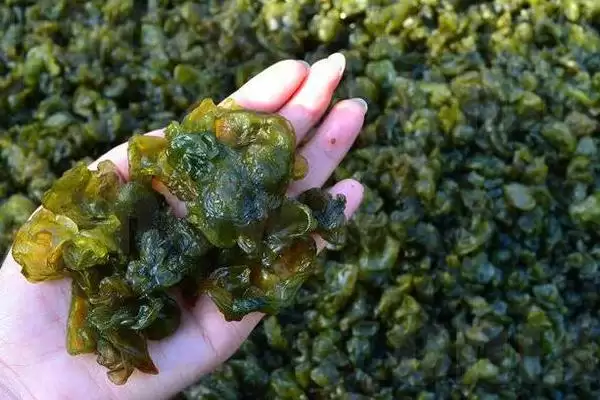 地皮菜人工种植的可能性,地皮菜能不能进行人工种植的操作插图1 地皮菜人工种植的可能性,地皮菜能不能进行人工种植的操作插图1