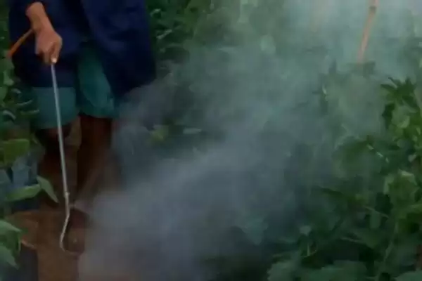 番茄定植黄头解决,番茄定植就黄头应如何进行解决插图4 番茄定植黄头解决,番茄定植就黄头应如何进行解决插图4