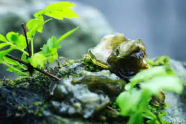 地皮菜人工种植的可能性,地皮菜能不能进行人工种植的操作插图2 地皮菜人工种植的可能性,地皮菜能不能进行人工种植的操作插图2