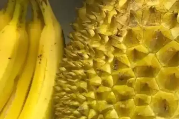 打开榴莲发现肉没熟怎么处理呢,打开榴莲发现肉没熟如何处理插图3 打开榴莲发现肉没熟怎么处理呢,打开榴莲发现肉没熟如何处理插图3