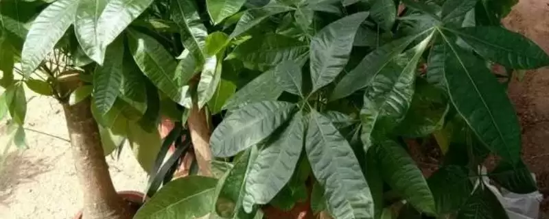 发财树开花可能性,发财树会不会达到一定树龄后开花插图 发财树开花可能性,发财树会不会达到一定树龄后开花插图