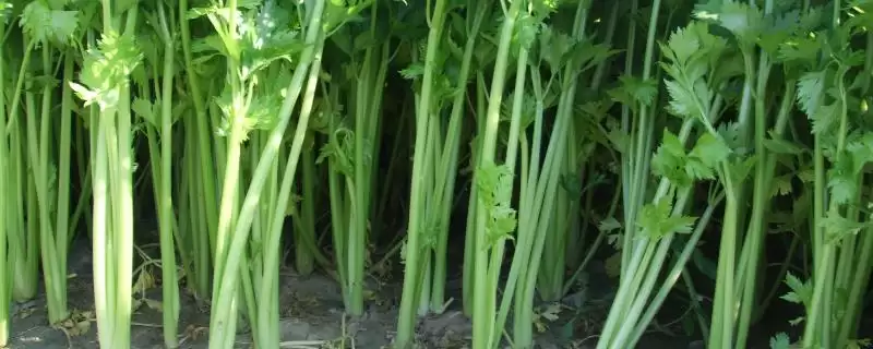 春芹菜的种植方法和步骤是怎样,春芹菜如何种植插图 春芹菜的种植方法和步骤是怎样,春芹菜如何种植插图