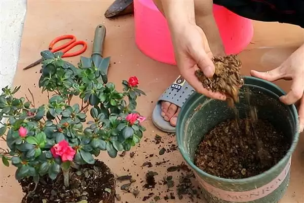 杜鹃花冬季换盆的情况,杜鹃花冬季能进行换盆的操作吗插图4