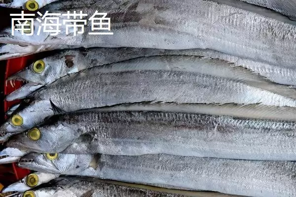 带鱼的所属鱼类类型介绍,带鱼是什么类型的鱼类及得名原因插图7 带鱼的所属鱼类类型介绍,带鱼是什么类型的鱼类及得名原因插图7