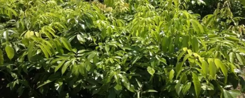 番荔枝树苗培育,番荔枝树苗的培育技术有哪些要点-会东网