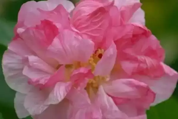 成都的市花是什么及相关情况呢,成都的市花插图1 成都的市花是什么及相关情况呢,成都的市花插图1