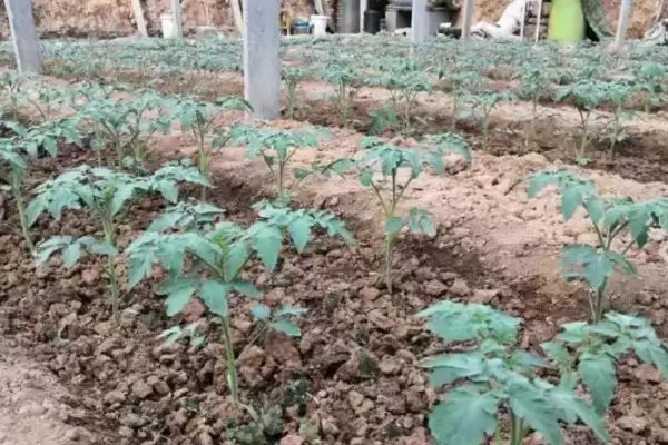 番茄定植黄头解决,番茄定植就黄头应如何进行解决插图1 番茄定植黄头解决,番茄定植就黄头应如何进行解决插图1