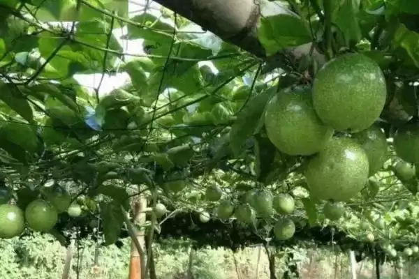 百香果施肥方式,百香果应如何进行施肥插图2 百香果施肥方式,百香果应如何进行施肥插图2