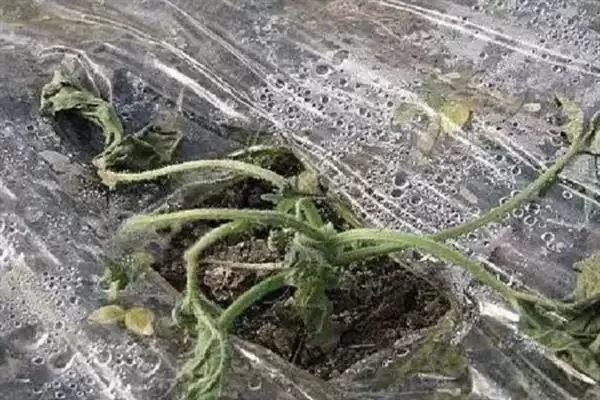 大棚黄瓜急性死苗的原因有哪些,大棚黄瓜急性死苗的原因插图1 大棚黄瓜急性死苗的原因有哪些,大棚黄瓜急性死苗的原因插图1