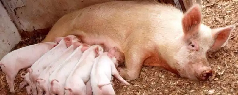 哺乳母猪摄食量少的原因是什么呢,哺乳母猪的摄食量为什么比较少插图 哺乳母猪摄食量少的原因是什么呢,哺乳母猪的摄食量为什么比较少插图