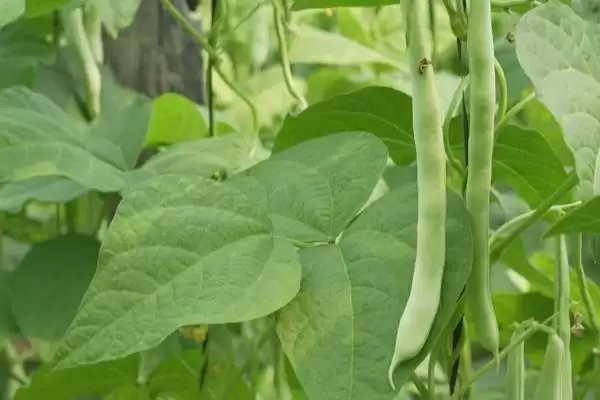 春季芸豆的种植时间在什么时候呢,春季芸豆的种植时间插图1 春季芸豆的种植时间在什么时候呢,春季芸豆的种植时间插图1