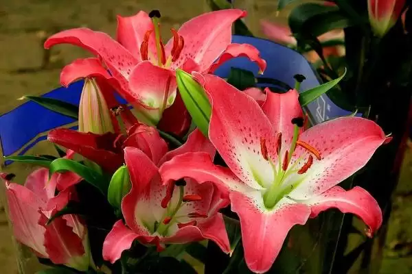 百合花苞问题,百合花苞发黄掉落的原因是什么插图5 百合花苞问题,百合花苞发黄掉落的原因是什么插图5