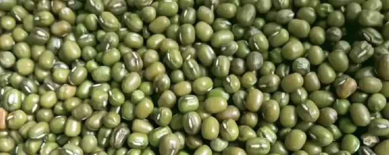 绿豆中白虫子通过暴晒如何去除?-会东网