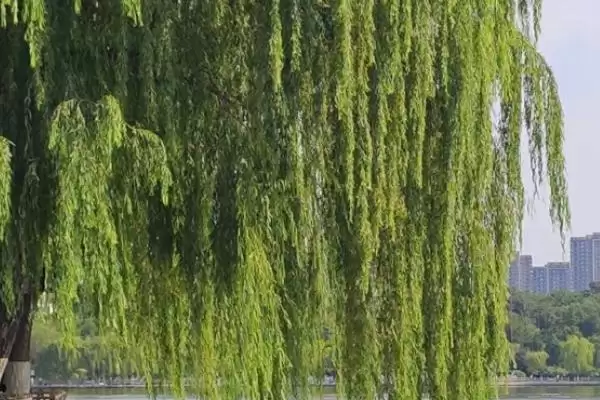 仿照植物的发明,仿照植物有哪些具体的发明创造插图3 仿照植物的发明,仿照植物有哪些具体的发明创造插图3