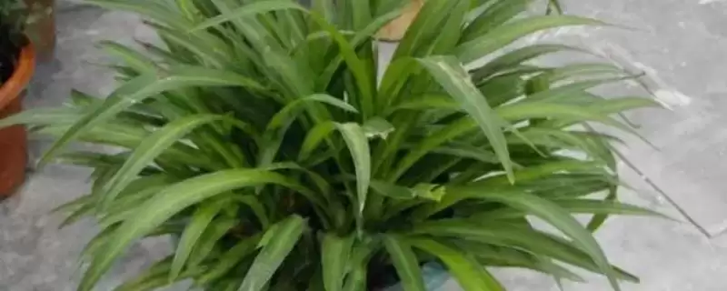 吊兰的常见品种种类介绍,吊兰的常见品种有哪些具体的种类插图 吊兰的常见品种种类介绍,吊兰的常见品种有哪些具体的种类插图