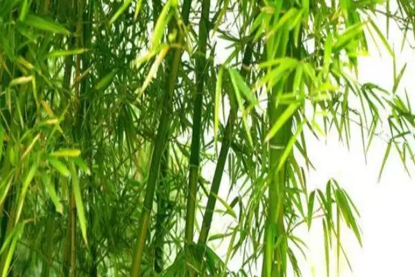 翠竹具有怎样的象征意义呢,翠竹的象征插图1 翠竹具有怎样的象征意义呢,翠竹的象征插图1