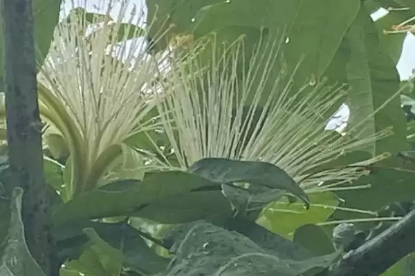发财树开花可能性,发财树会不会达到一定树龄后开花插图1 发财树开花可能性,发财树会不会达到一定树龄后开花插图1