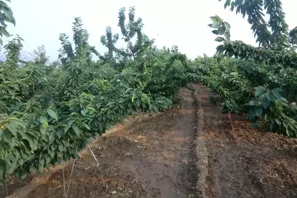 樱桃树如何抓好基肥等不同施肥?插图1 樱桃树如何抓好基肥等不同施肥?插图1