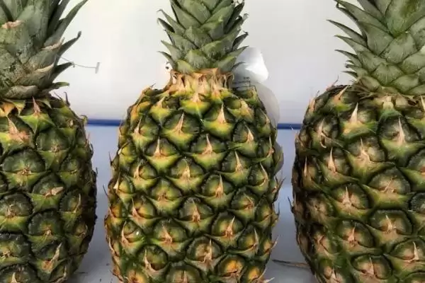 菠萝与菠萝蜜有哪些方面的区别呢,菠萝与菠萝蜜有什么区别插图5