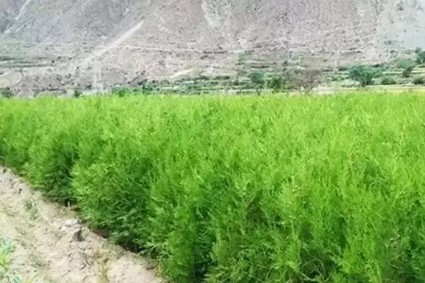 百香籽所属树种,百香籽是哪种树的种子插图3