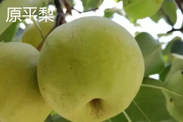 山西原平市有何特产及市场好评?插图1 山西原平市有何特产及市场好评?插图1