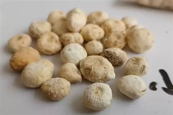 半夏的主要产地在哪些地方呢,半夏的主要产地在哪里插图1 半夏的主要产地在哪些地方呢,半夏的主要产地在哪里插图1
