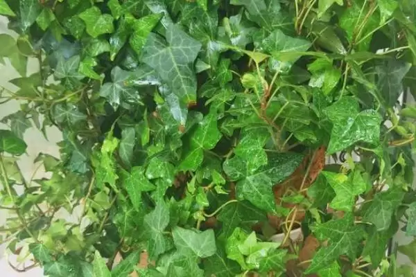 常春藤的养殖技术和方法有哪些呢,常春藤的养殖技术插图1 常春藤的养殖技术和方法有哪些呢,常春藤的养殖技术插图1