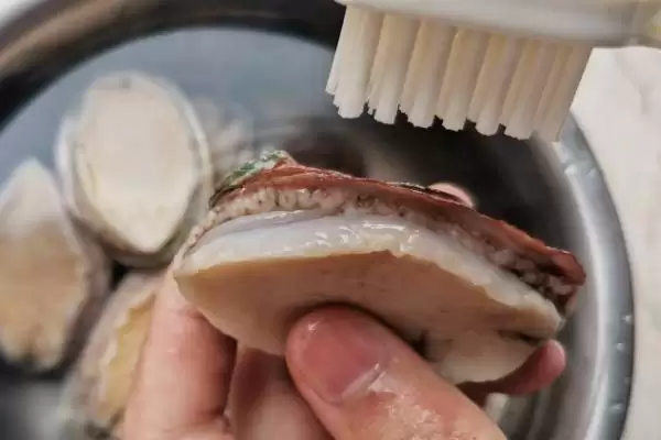 鲍鱼的杀法和清洗方法是怎样呢,鲍鱼怎么杀和清洗插图1 鲍鱼的杀法和清洗方法是怎样呢,鲍鱼怎么杀和清洗插图1