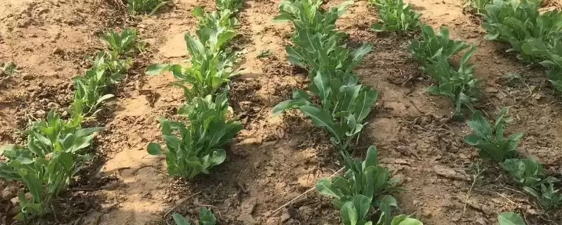 板蓝根的种植技术有哪些要点呢,板蓝根的种植技术插图 板蓝根的种植技术有哪些要点呢,板蓝根的种植技术插图