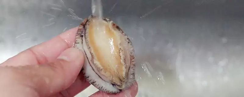 鲍鱼的杀法和清洗方法是怎样呢,鲍鱼怎么杀和清洗插图 鲍鱼的杀法和清洗方法是怎样呢,鲍鱼怎么杀和清洗插图