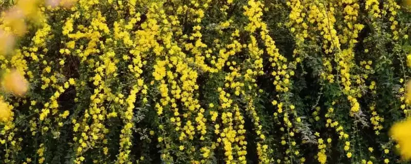 冬天迎春花的耐寒情况,冬天室外的迎春花会被冻死吗插图 冬天迎春花的耐寒情况,冬天室外的迎春花会被冻死吗插图