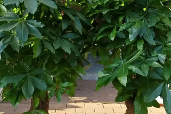 发财树的耐寒温度,发财树在零下几度的环境会被冻死插图1 发财树的耐寒温度,发财树在零下几度的环境会被冻死插图1
