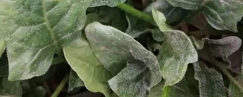 菠菜霜霉病的防治技术有哪些呢,菠菜霜霉病的防治技术插图 菠菜霜霉病的防治技术有哪些呢,菠菜霜霉病的防治技术插图