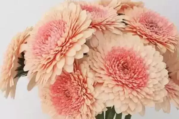 非洲菊植物简介,非洲菊是一种怎样的多年生草本植物插图4 非洲菊植物简介,非洲菊是一种怎样的多年生草本植物插图4