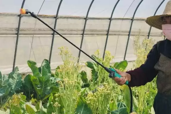 大棚蔬菜冬季施肥要注意什么,大棚蔬菜冬季施肥注意事项插图1 大棚蔬菜冬季施肥要注意什么,大棚蔬菜冬季施肥注意事项插图1