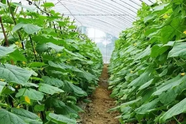冬春黄瓜受冻解决措施,冬春黄瓜受冻的解决措施有哪些方面插图2 冬春黄瓜受冻解决措施,冬春黄瓜受冻的解决措施有哪些方面插图2