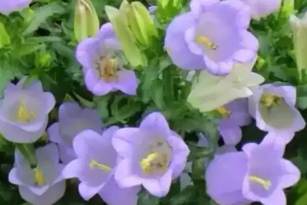 风铃草植物简介,风铃草有着怎样的花朵特征简介插图3